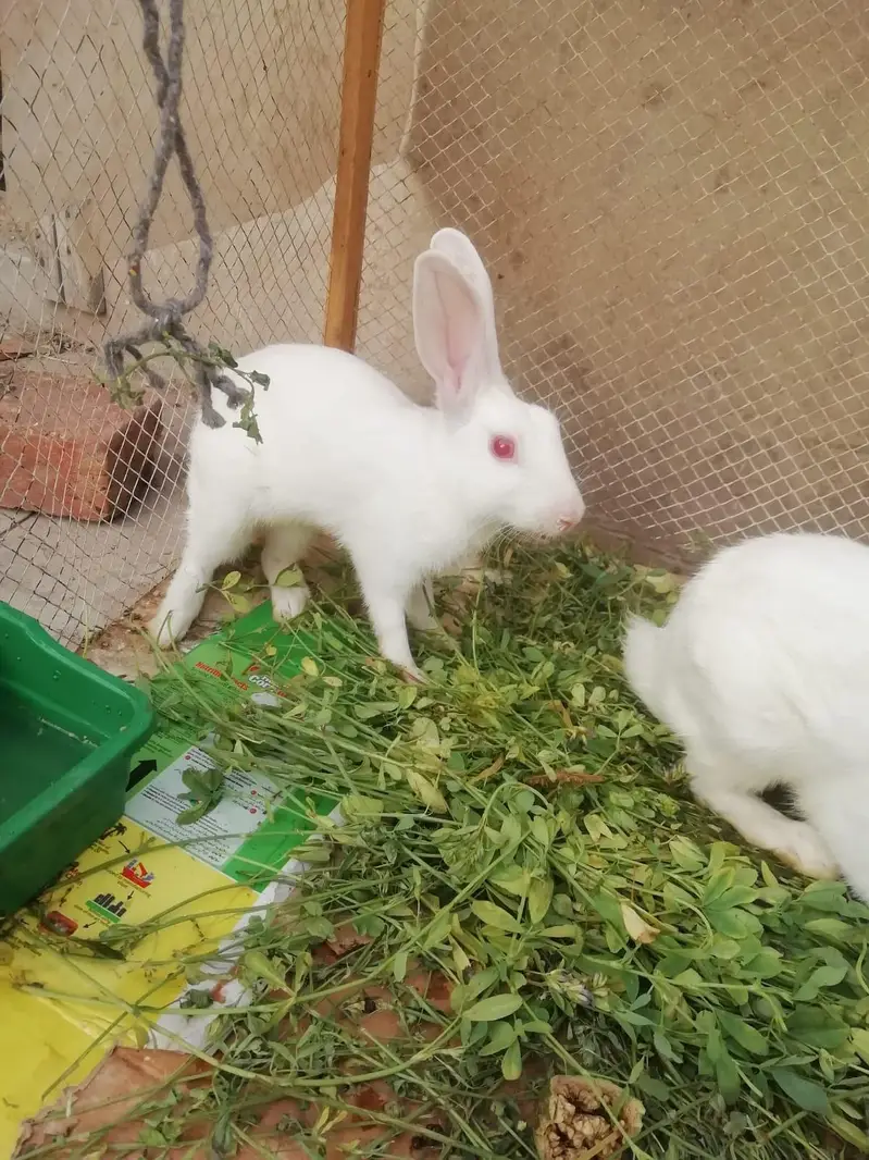 Healthy and active breeder pair of rabbits — photo 6