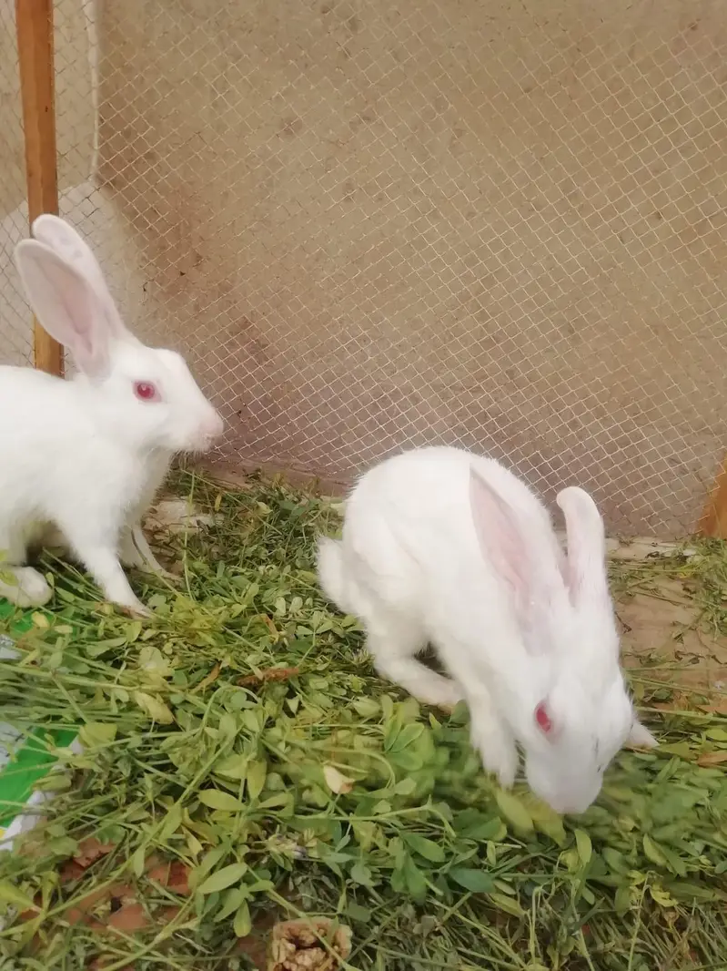 Healthy and active breeder pair of rabbits — photo 7