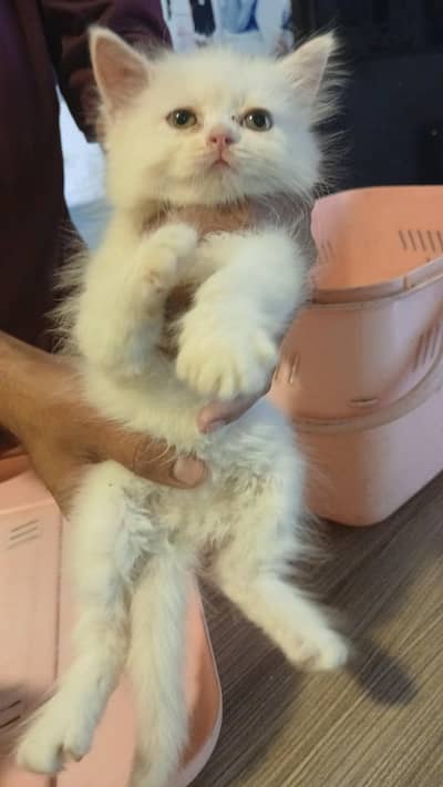 Full White kitten