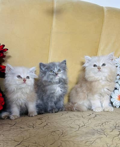 punch/Sami/punch Cats Kitten