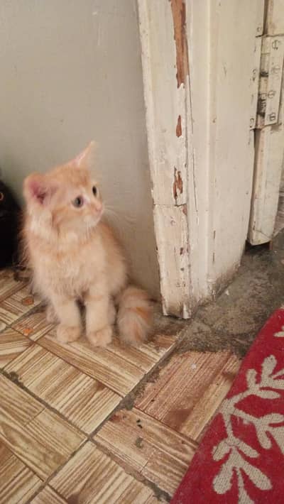 persian kitten