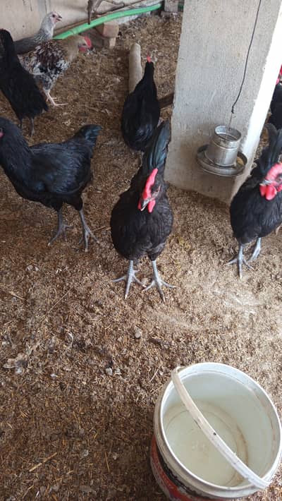 2egg laying golden 3 month age Males 3AUSTROLORP, 3RIR, 3Golden Misri