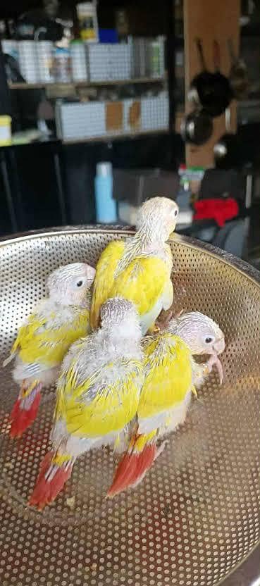 Suncheek conure babys 03156376925