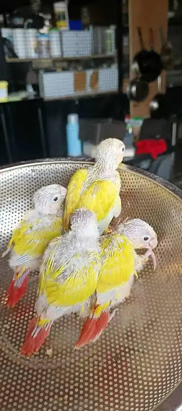 Suncheek conure babys 03156376925