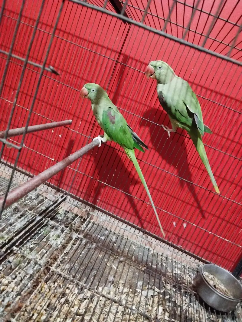 Raw Breeder pair full ok