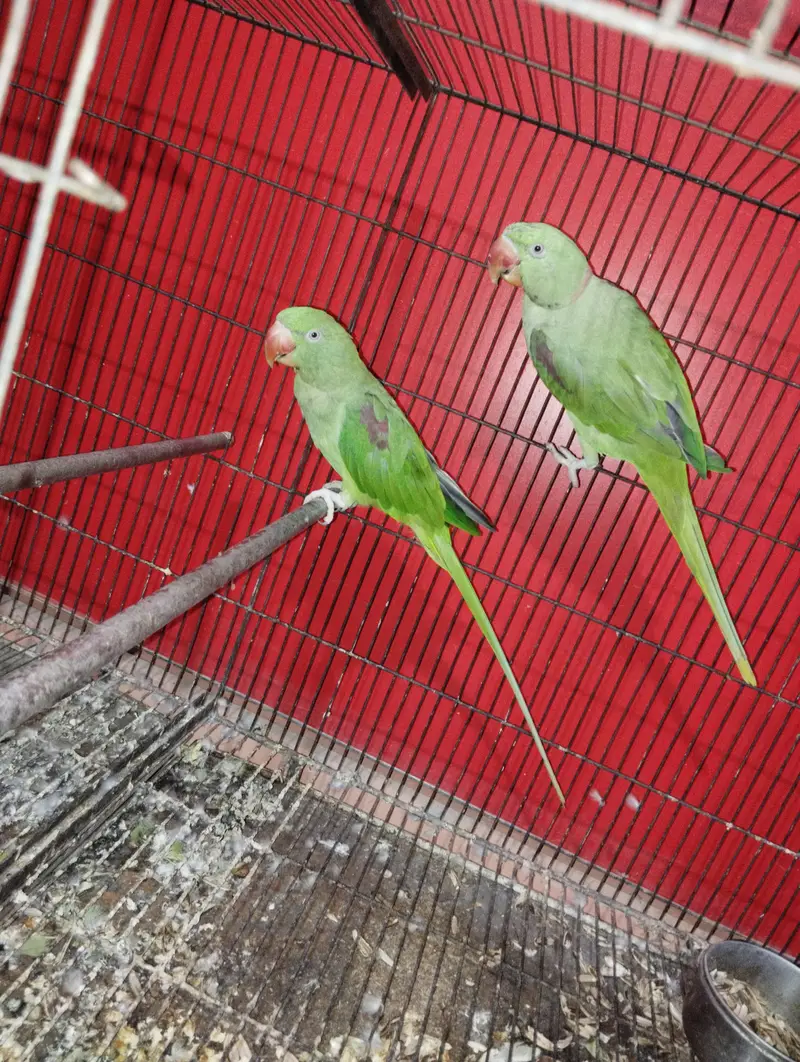Raw Breeder pair full ok — photo 2