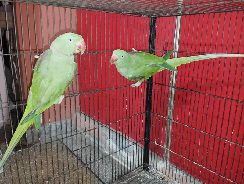 Raw Breeder pair full ok — photo 3