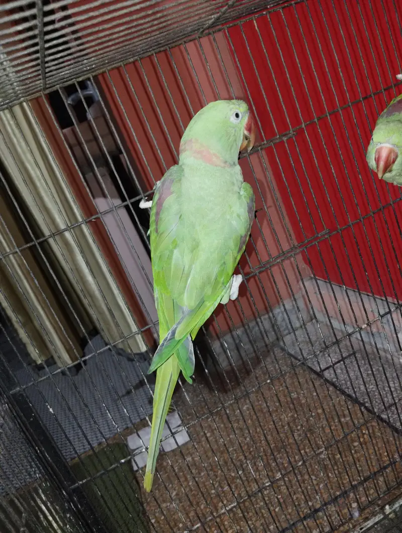 Raw Breeder pair full ok — photo 4