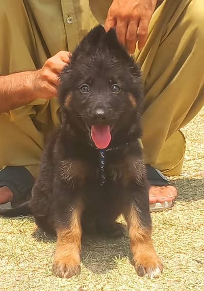 German shepherd male for sale age 2 month