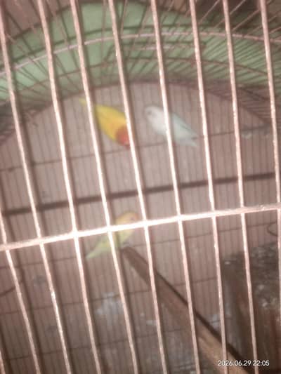 breeder
