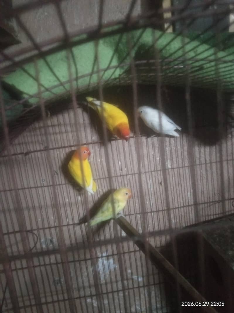 breeder 1