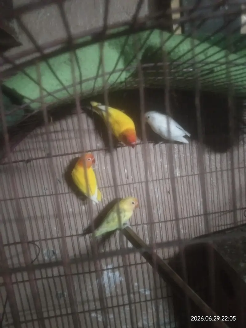 breeder — photo 2