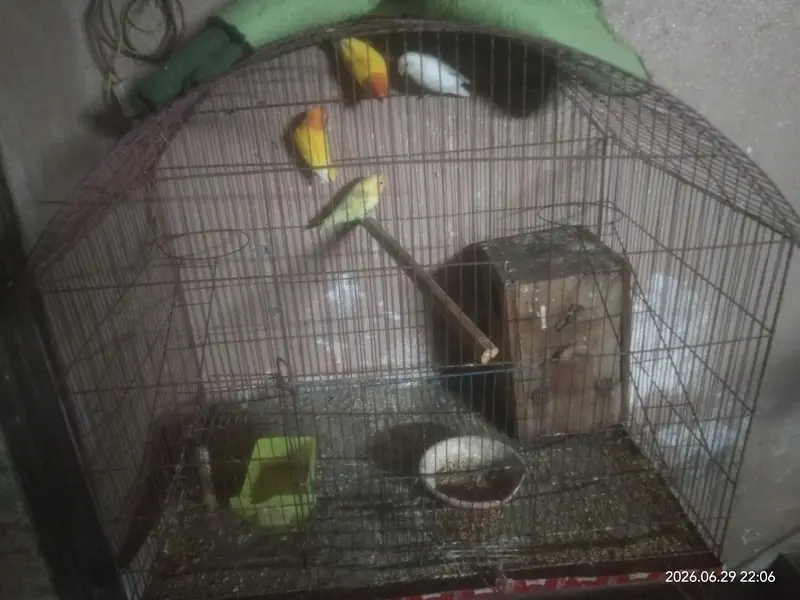 breeder — photo 3