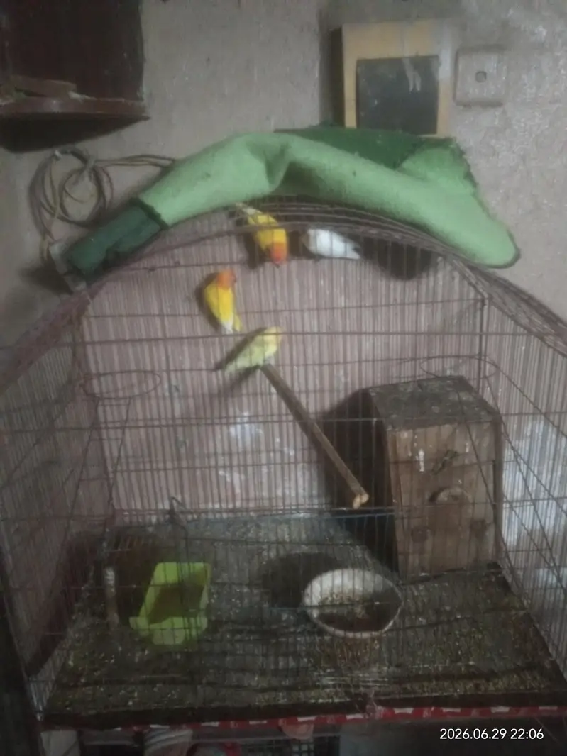breeder — photo 4