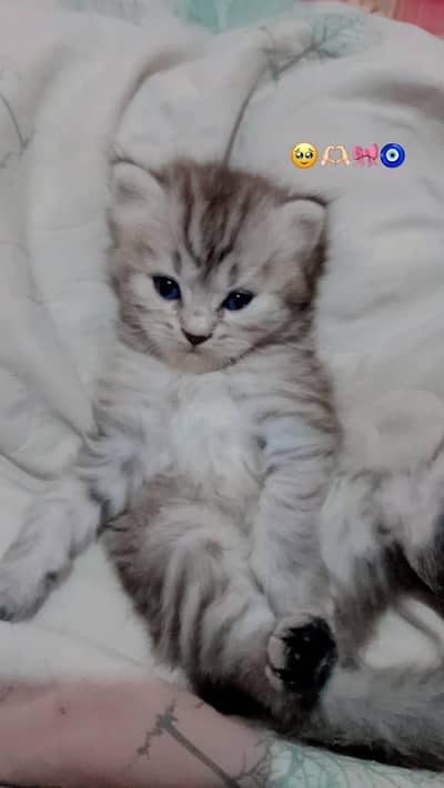 parsion baby kittens sale. . 