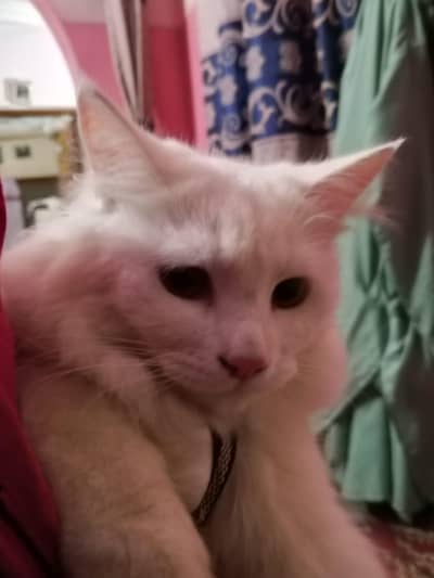 cats 15000