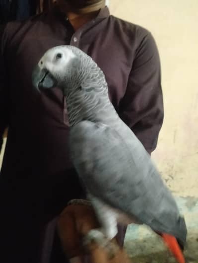 African grey parrot, Gray parrot Talking African grey parrot