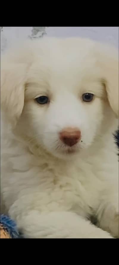 Looking for Responsible Person who buy this Russian Dog puppy