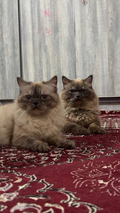 himaliyan cats for sale