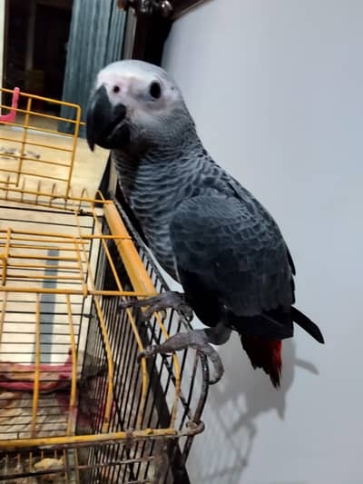 Grey self