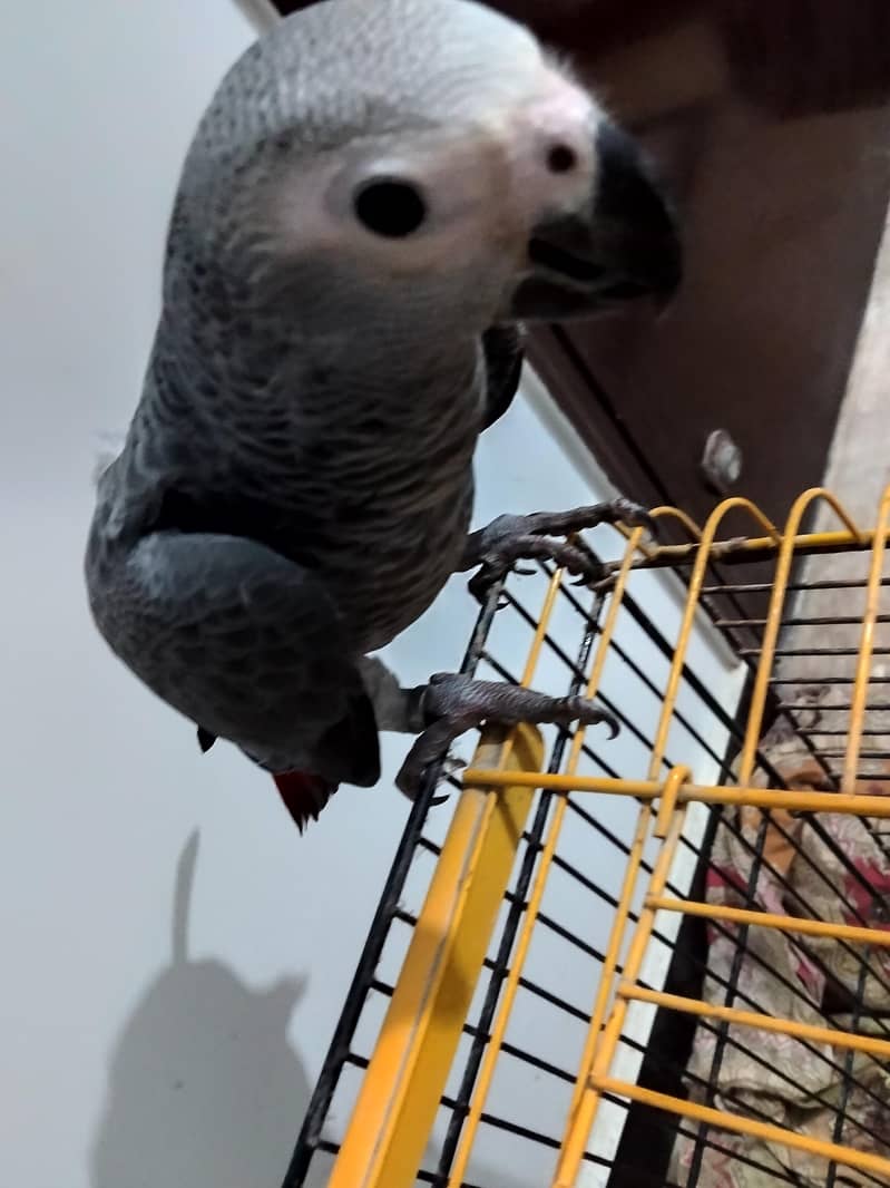 Grey self 1