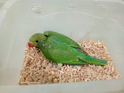 Green Ringneck chick