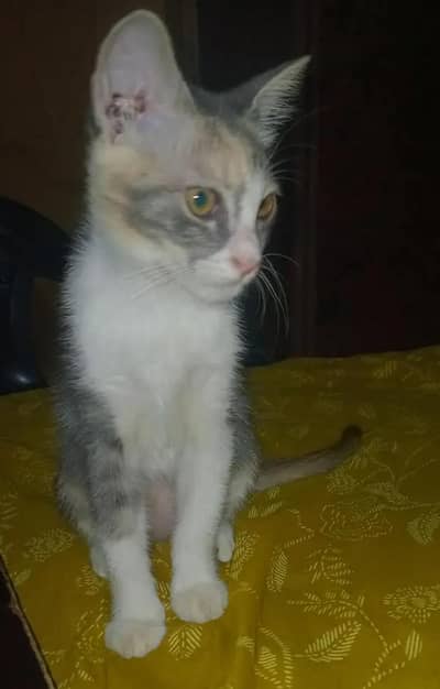 Female Cat