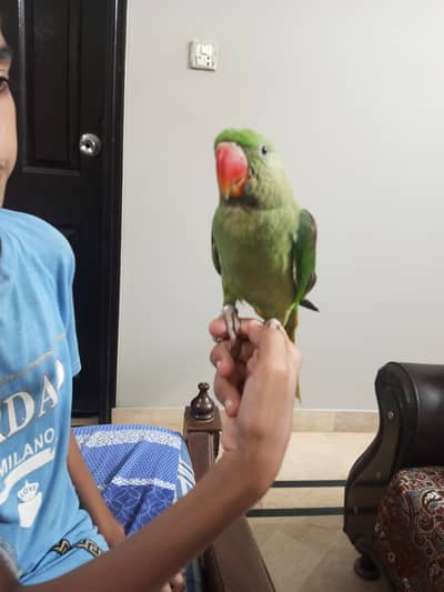 kashmiri raw parrot Jumbo Size