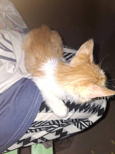 URGENT SALE KITTEN