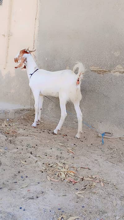 Tapri Khiri Path For Sell: 0334-3769578.