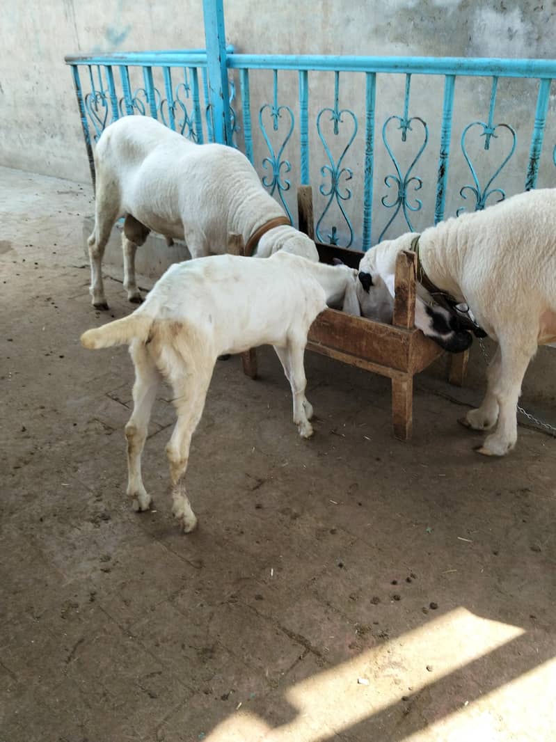 Goats 0