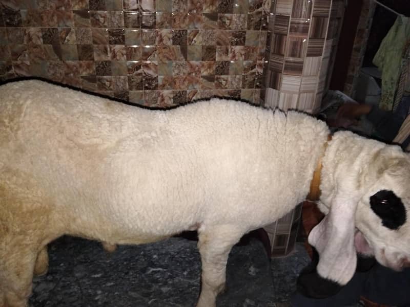 Goats 1