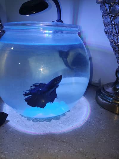 Betta Fish Blue with free Fish bowl