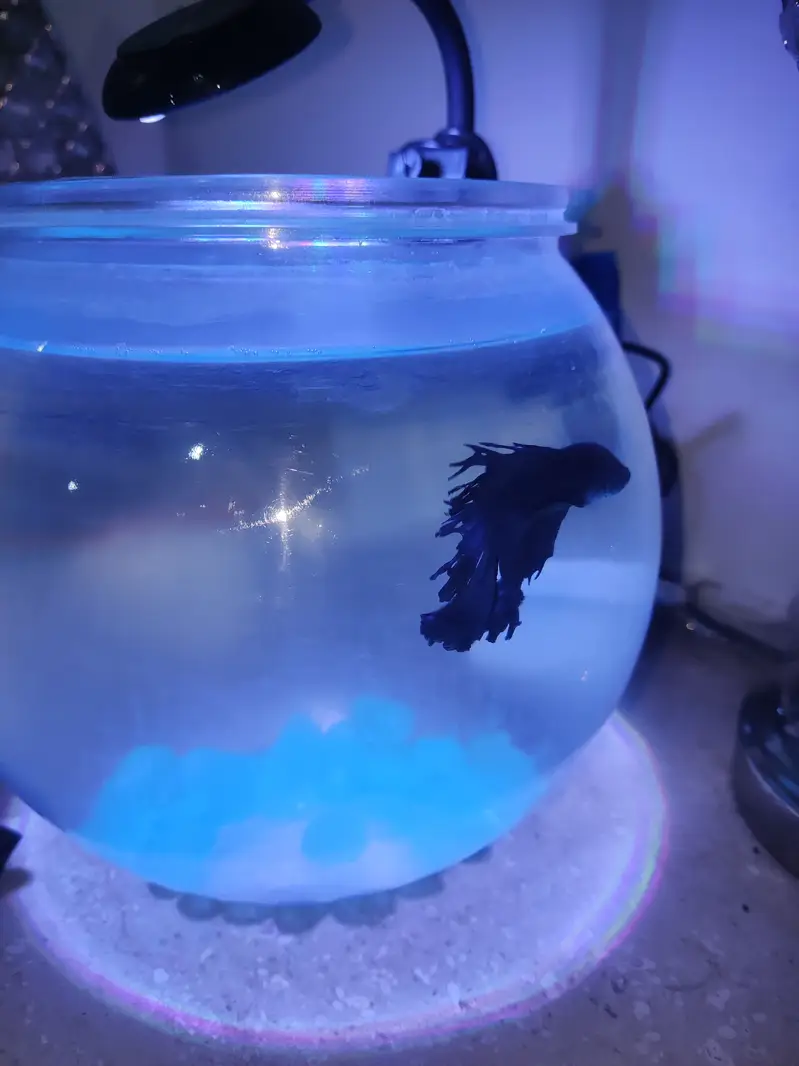 Betta Fish Blue with free Fish bowl — photo 2