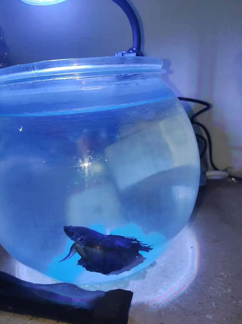 Betta Fish Blue with free Fish bowl — photo 3