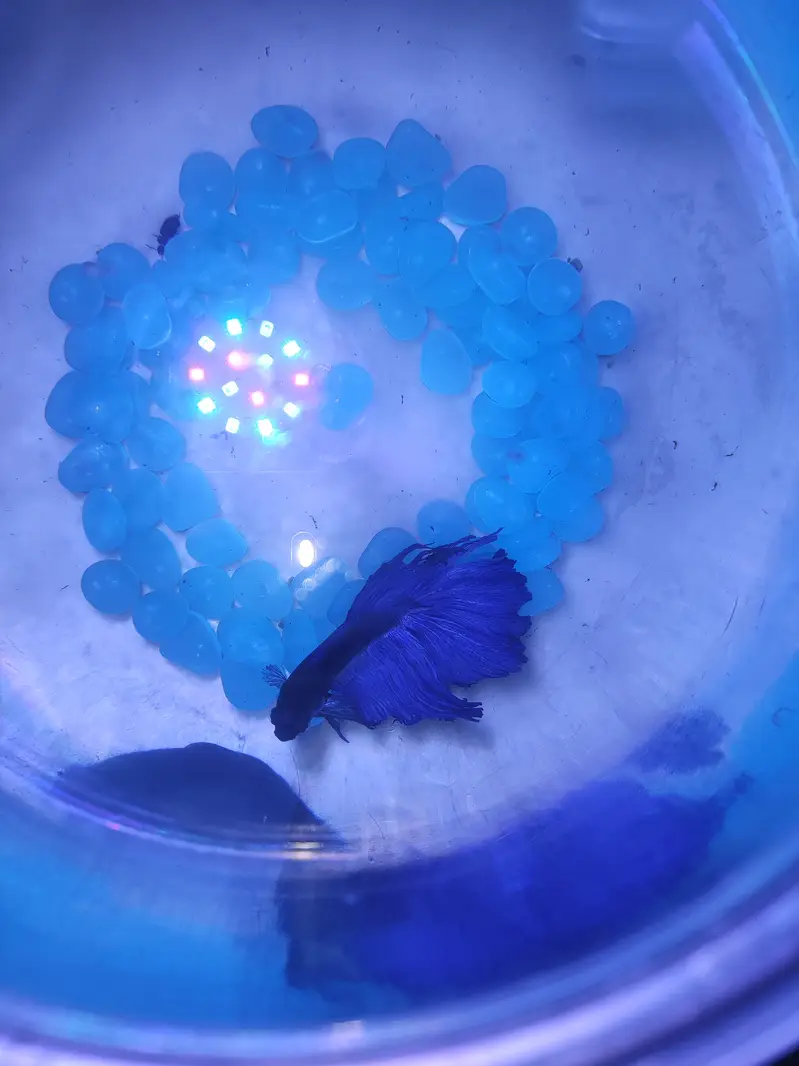 Betta Fish Blue with free Fish bowl — photo 4