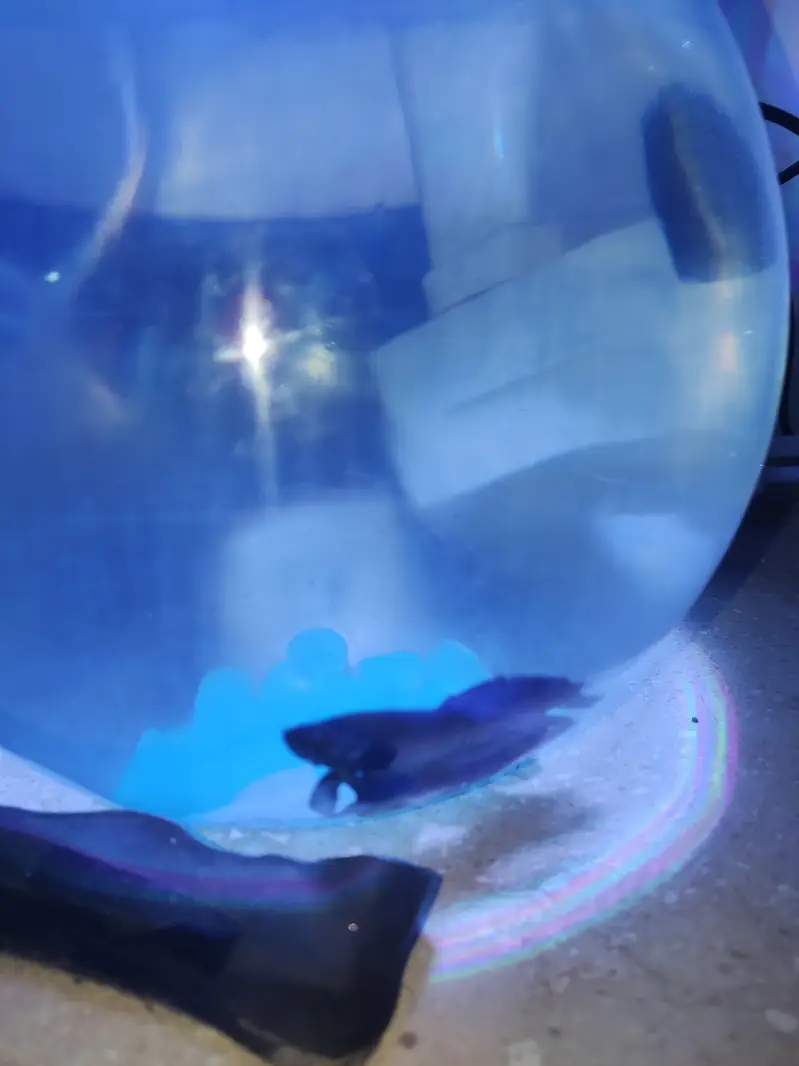 Betta Fish Blue with free Fish bowl — photo 5