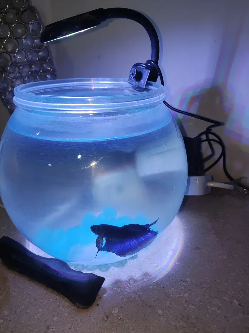 Betta Fish Blue with free Fish bowl — photo 6