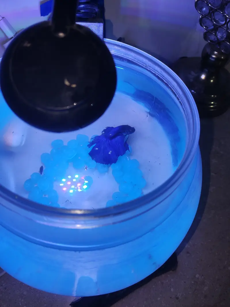 Betta Fish Blue with free Fish bowl — photo 7