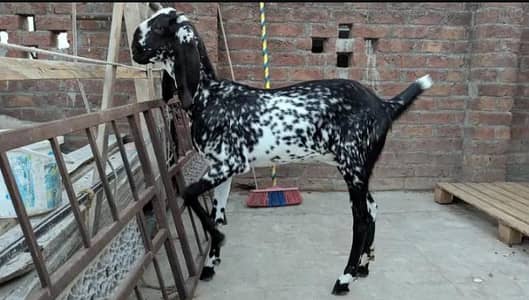 مکھی چینی پٹھ ابھی دوندی۔ ہو رہی ہے 03074454316