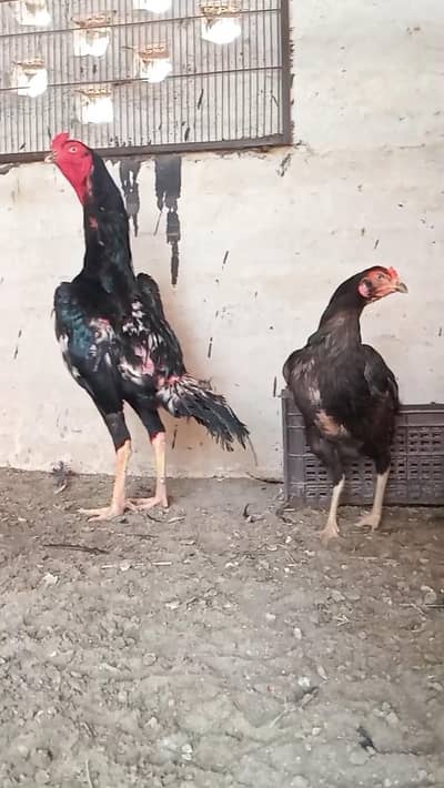 Black Shamo / Australop / White Shamo / Golden Misri / Chicks / Aseel
