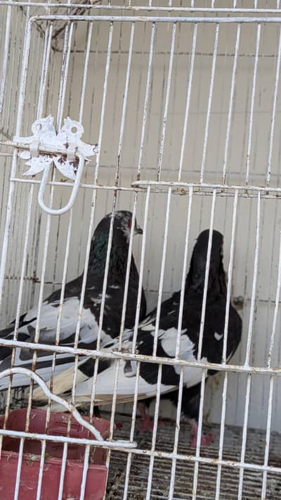 kala gandaidar breeder pair for sale