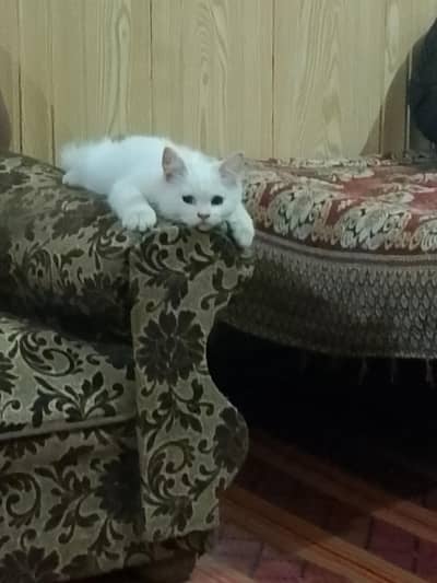male cat urgent for sale