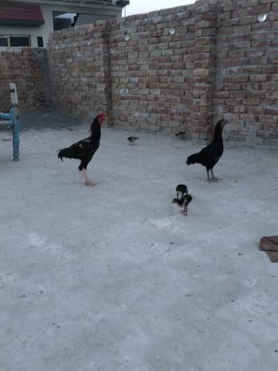 aseel Murga or mergi for sale pair