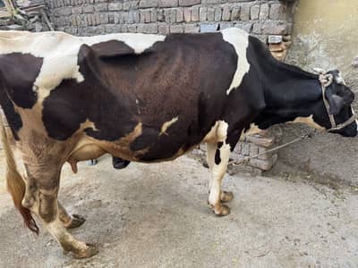 Australian cow for sale