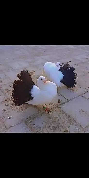 Black Tail And Yellow Tail Laka Breeder Pairs Available