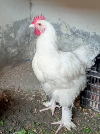 white heavy buff malw