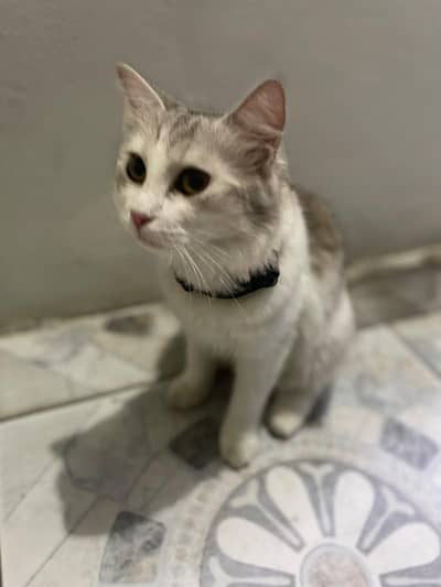 persian and Turkish angora cats both female