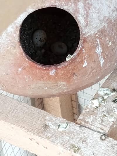 beautiful bird's for sale