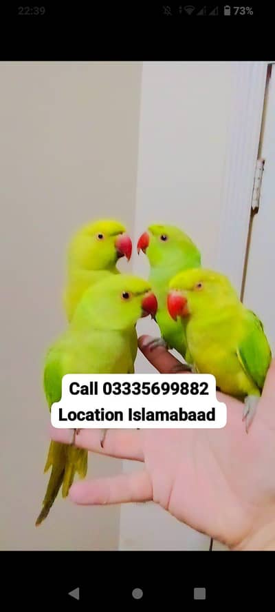 Single 6000 Hand Tamed Friendly Green Ring Neck Parrots Male/Female